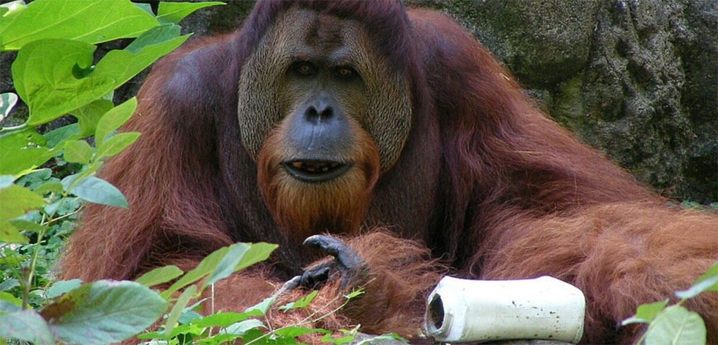 orangutani