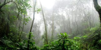 amazonska-prasuma