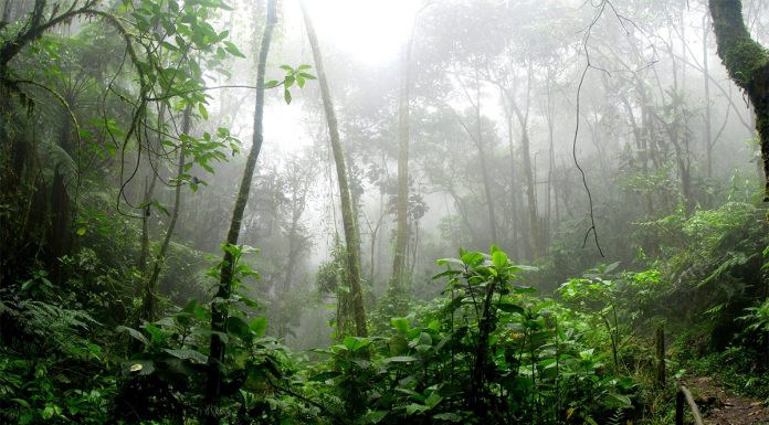amazonska-prasuma