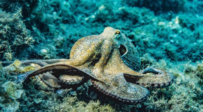galapagos
