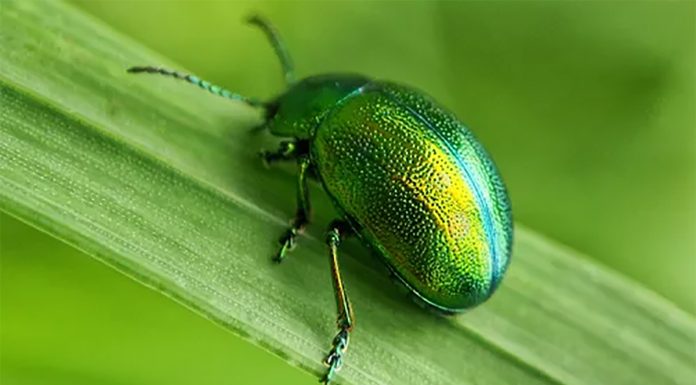 kamera-za-insekte